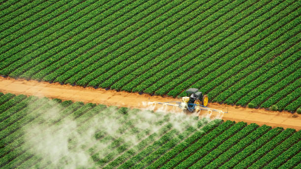 Wasp Removal Services in Piperton, TN