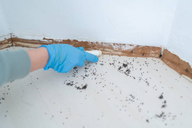 Flea Control Services in Piperton, TN